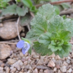 Veronica persica (Creeping Speedwell) at Molonglo River Reserve - 20 Aug 2017 by michaelb