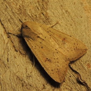 Mythimna (Pseudaletia) convecta at Conder, ACT - 21 Aug 2017