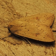 Mythimna (Pseudaletia) convecta at Conder, ACT - 21 Aug 2017