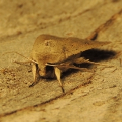 Mythimna (Pseudaletia) convecta at Conder, ACT - 21 Aug 2017