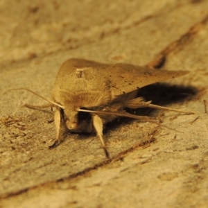 Mythimna (Pseudaletia) convecta at Conder, ACT - 21 Aug 2017