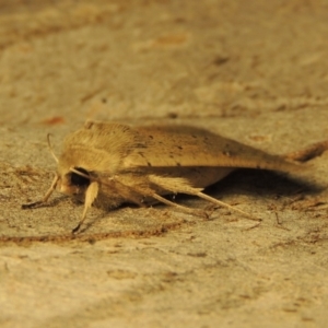 Mythimna (Pseudaletia) convecta at Conder, ACT - 21 Aug 2017 11:41 PM