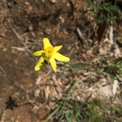 Tricoryne elatior (Yellow Rush Lily) at Tennent, ACT - 21 Nov 2016 by TobiasHayashi