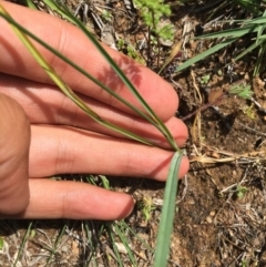 Tricoryne elatior at Tennent, ACT - 21 Nov 2016 02:17 PM