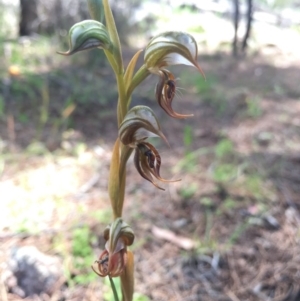 Oligochaetochilus hamatus at Tennent, ACT - 21 Nov 2016