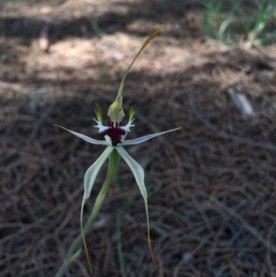 Caladenia parva (Brown-clubbed Spider Orchid) at Tennent, ACT - 21 Nov 2016 by TobiasHayashi