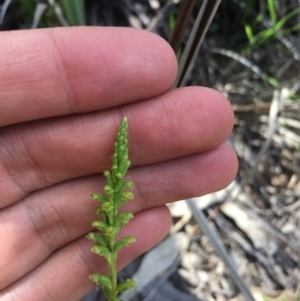 Microtis parviflora at Tennent, ACT - suppressed