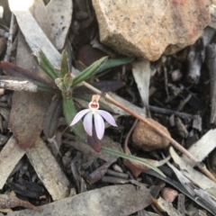 Caladenia fuscata (Dusky Fingers) at Acton, ACT - 5 Sep 2017 by TobiasHayashi