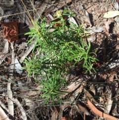 Astrotricha sp. Wallagaraugh (R.O.Makinson 1228) NSW Herbarium (Merimbula Star-hair) at Tura Beach, NSW - 7 Sep 2017 by Carine