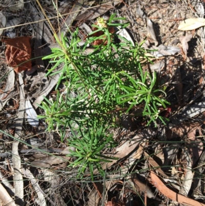 Astrotricha sp. Wallagaraugh (R.O.Makinson 1228) NSW Herbarium (Merimbula Star-hair) at Tura Beach, NSW - 7 Sep 2017 by Carine