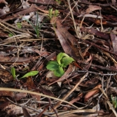 Pterostylis nutans (Nodding Greenhood) at Canberra Central, ACT - 6 Sep 2017 by petersan