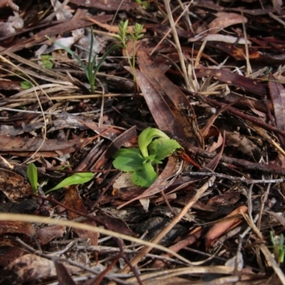 Pterostylis nutans (Nodding Greenhood) at Canberra Central, ACT - 6 Sep 2017 by petersan