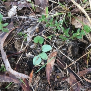 Diplodium sp. at Canberra Central, ACT - 7 Sep 2017