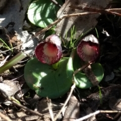 Corysanthes incurva (Slaty Helmet Orchid) at Aranda, ACT - 7 Sep 2017 by MattM