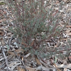 Unidentified at Aranda Bushland - 7 Sep 2017 by MattM