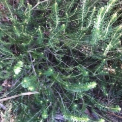 Astrotricha sp. Wallagaraugh (R.O.Makinson 1228) NSW Herbarium (Merimbula Star-hair) at Tura Beach, NSW - 7 Sep 2017 by May