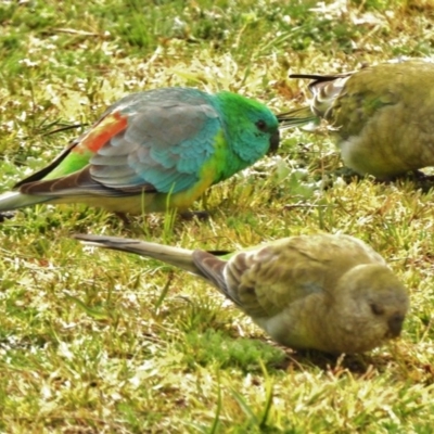 Psephotus haematonotus (Red-rumped Parrot) at Stromlo, ACT - 7 Sep 2017 by JohnBundock