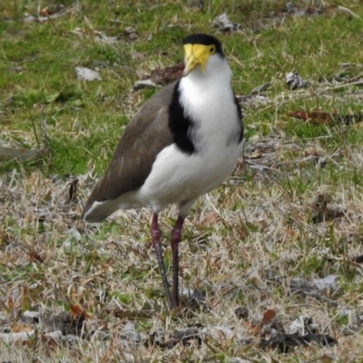 Vanellus miles (Masked Lapwing) at Uriarra Village, ACT - 7 Sep 2017 by JohnBundock