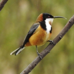 Acanthorhynchus tenuirostris at Stromlo, ACT - 6 Sep 2017