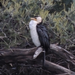 Microcarbo melanoleucos (Little Pied Cormorant) at Paddys River, ACT - 8 Jul 2017 by MichaelBedingfield
