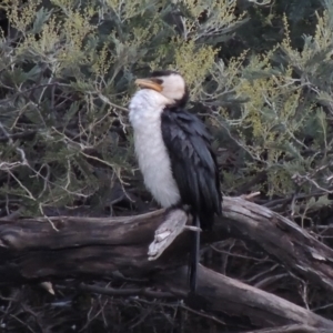 Microcarbo melanoleucos at Paddys River, ACT - 8 Jul 2017