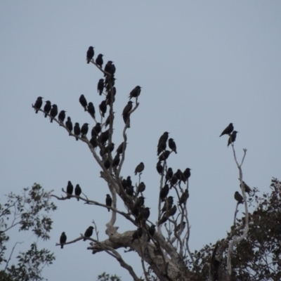 Sturnus vulgaris (Common Starling) at Paddys River, ACT - 8 Jul 2017 by MichaelBedingfield