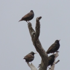 Sturnus vulgaris at Paddys River, ACT - 8 Jul 2017 06:20 PM