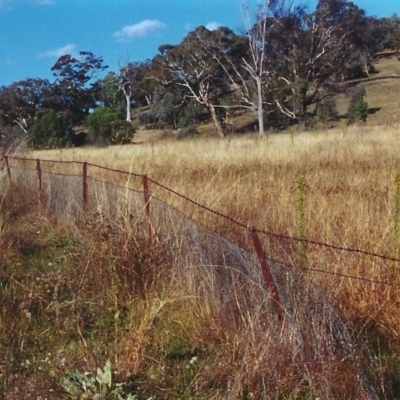 Bothriochloa macra (Red Grass, Red-leg Grass) at Conder, ACT - 14 Apr 2000 by michaelb