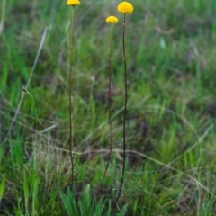 Craspedia variabilis (Common Billy Buttons) at Tuggeranong Hill - 22 Oct 2000 by michaelb