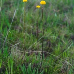 Craspedia variabilis (Common Billy Buttons) at Conder, ACT - 23 Oct 2000 by MichaelBedingfield