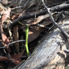 Pterostylis pedunculata (Maroonhood) at Acton, ACT - 8 Sep 2017 by TobiasHayashi