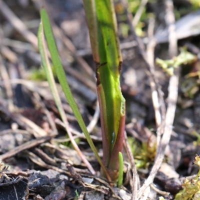 Unidentified Orchid at Mount Majura - 8 Sep 2017 by petersan