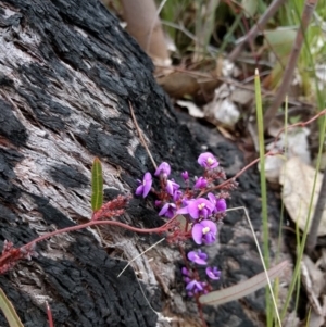 Hardenbergia violacea at Belconnen, ACT - 6 Sep 2017