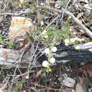 Acacia gunnii at Belconnen, ACT - 6 Sep 2017