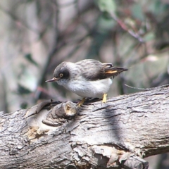 Daphoenositta chrysoptera (Varied Sittella) at Tennent, ACT - 7 Sep 2017 by MatthewFrawley