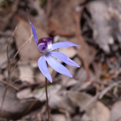 Cyanicula caerulea (Blue Fingers, Blue Fairies) at Canberra Central, ACT - 8 Sep 2017 by RobertD