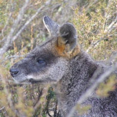 Wallabia bicolor (Swamp Wallaby) at Tennent, ACT - 8 Sep 2017 by MatthewFrawley