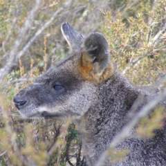 Wallabia bicolor (Swamp Wallaby) at Tennent, ACT - 7 Sep 2017 by MatthewFrawley