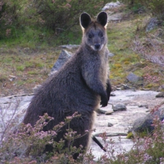 Wallabia bicolor at Tennent, ACT - 8 Sep 2017