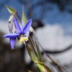 Stypandra glauca at Canberra Central, ACT - 8 Sep 2017