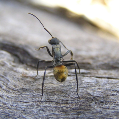 Polyrhachis ammon (Golden-spined Ant, Golden Ant) at Tennent, ACT - 8 Sep 2017 by MatthewFrawley