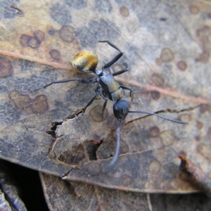 Polyrhachis ammon at Tennent, ACT - 8 Sep 2017 09:46 AM