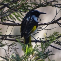 Phylidonyris niger X novaehollandiae (Hybrid) (White-cheeked X New Holland Honeyeater (Hybrid)) at Fyshwick, ACT - 8 Sep 2017 by roymcd