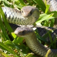 Pseudonaja textilis (Eastern Brown Snake) at Jerrabomberra Wetlands - 26 Sep 2015 by Christine