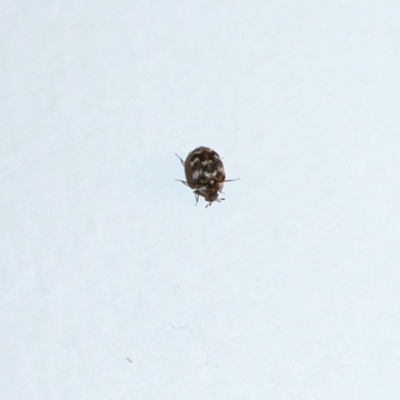 Anthrenus verbasci (Varied or Variegated Carpet Beetle) at Flynn, ACT - 27 Sep 2015 by Christine