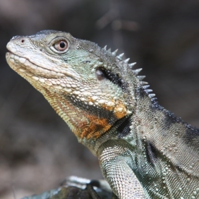 Intellagama lesueurii howittii (Gippsland Water Dragon) at Acton, ACT - 4 Jan 2017 by AlexSof