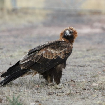 Aquila audax (Wedge-tailed Eagle) at Farrer Ridge - 3 Mar 2017 by AlexSof