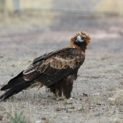 Aquila audax (Wedge-tailed Eagle) at Wanniassa, ACT - 3 Mar 2017 by AlexSof