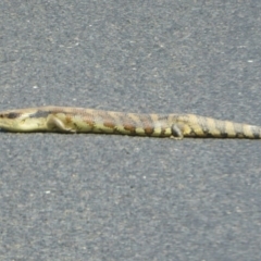 Tiliqua scincoides scincoides (Eastern Blue-tongue) at Bungendore, NSW - 28 Sep 2015 by Christine