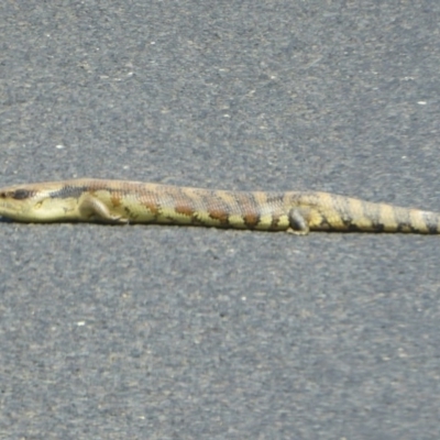 Tiliqua scincoides scincoides (Eastern Blue-tongue) at Bungendore, NSW - 29 Sep 2015 by Christine